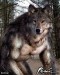 werewolf_photomorph_by_maglot